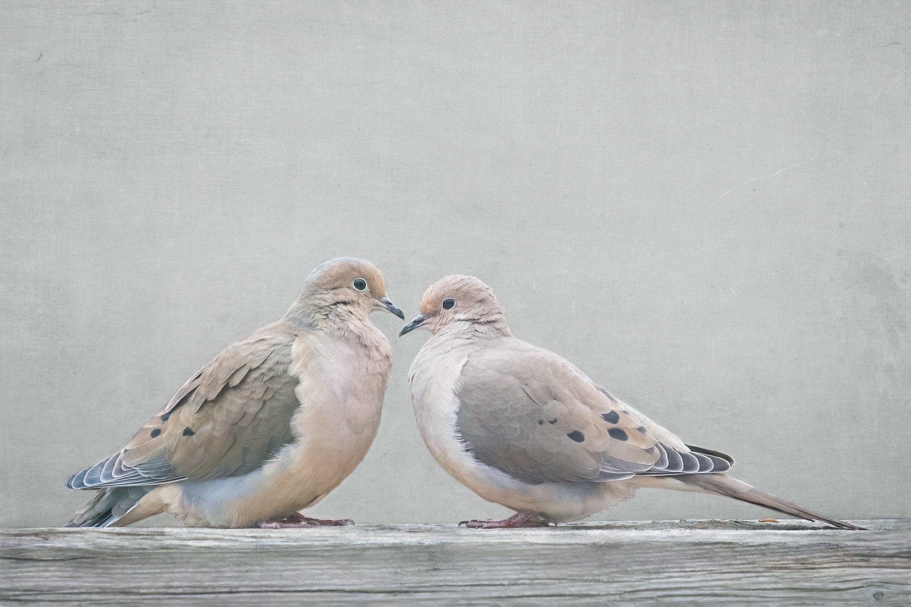 Two Doves Print or Canvas, Simple Bird Portrait, Whimsical Mourning