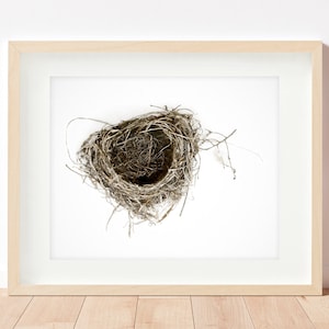 Nest Art Print. Simple nest close up on a plain background, nature close up photography, bird art, nature macro print.