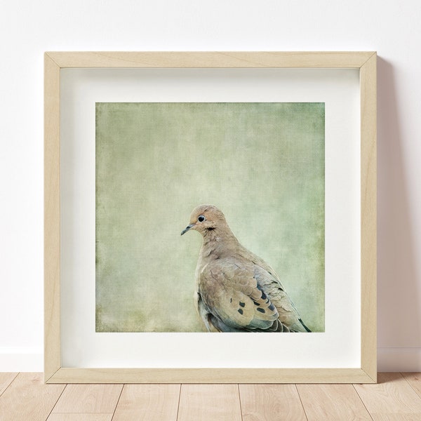 Dove Art Print or canvas, bird photography. Intimate close up of a mourning dove, nature wall art, gallery wrap art