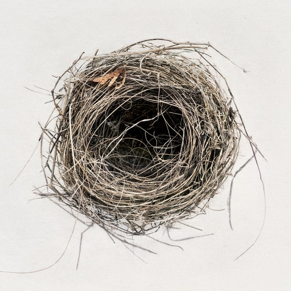 Nest art print or canvas. Fine art nest photo on a plain background, cottage core decor, nature photography, simple nest wall art