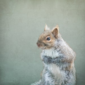 Grey Squirrel Close-Up Portrait: Wildlife Photography Print or Canvas