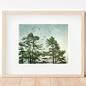 Early Morning Pine Trees print or canvas, pine tree silhouettes with a bird flock. Lone pine tree silhouette, cottage and cabin decor