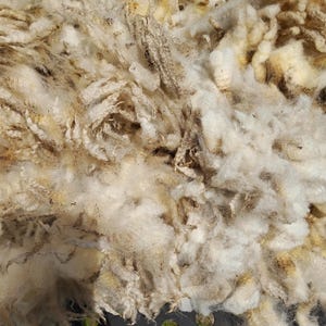 May include: A pile of white sheep wool, freshly shorn, with some tan and brown flecks. The wool is piled on a black metal surface with holes.