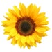 Owner of <a href='https://www.etsy.com/shop/shopofiya?ref=l2-about-shopname&from_page=listing' class='wt-text-link'>shopofiya</a>