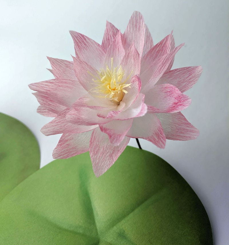 Crepe Paper Water Lily Template Crepe Paper Flowers Paper Etsy