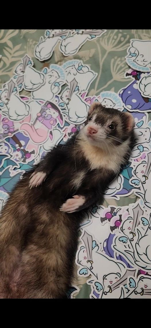 FERRET MATH Sticker - Etsy UK
