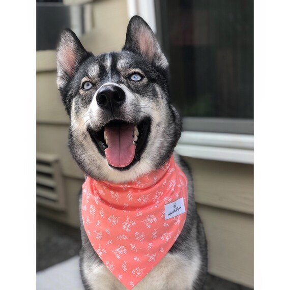 Dog Mom Gift Over the Collar Coral Print Dog Bandana Pet Gift