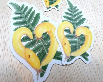 Banana Slug Sticker | Waterproof Vinyl Decal | Laptop, Water Bottle, Scrapbooking, Planner Stickers | Nature Northwest Oregon California