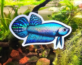 May include: A blue and green iridescent betta fish sticker with a white outline. The fish is swimming to the right and has a long, flowing tail.