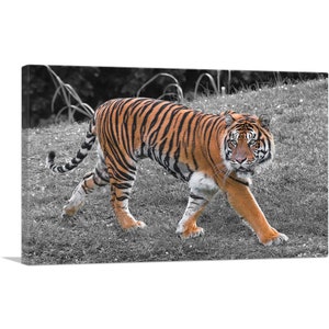 ARTCANVAS Tiger in Forest Canvas Art Print