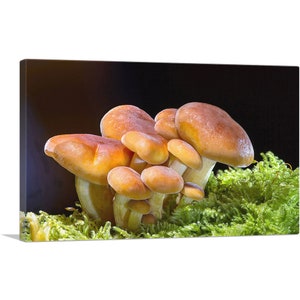 ARTCANVAS Mushrooms Home Decor Canvas Art Print
