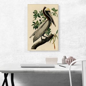 ARTCANVAS Brown Pelican by John James Audubon Canvas Art Print - Etsy
