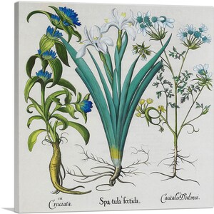 ARTCANVAS Asphodelus Maior Albus by Besler Basilius Canvas Art Print