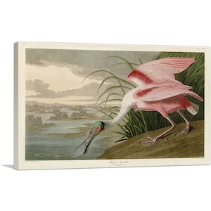 ARTCANVAS Roseate Spoonbill by John James Audubon Canvas Art Print