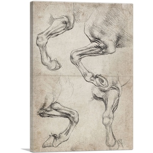 ARTCANVAS Studies of Horse&#39;s Leg by Leonardo da Vinci Canvas Art Print 26&quot;x18&quot;