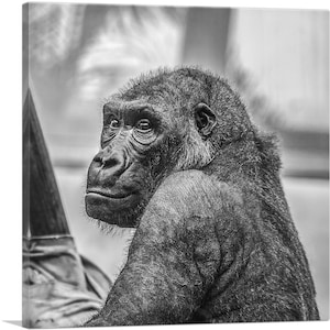 ARTCANVAS Gorilla Home Decor Square Canvas Art Print