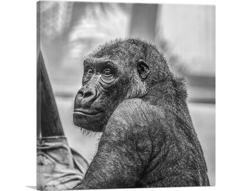 ARTCANVAS Gorilla Home Decor Square Canvas Art Print
