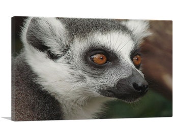 ARTCANVAS Lemur Face Home Decor Canvas Art Print