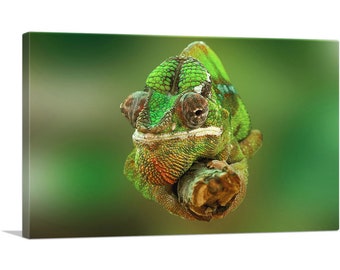 ARTCANVAS Chameleon Home Decor Canvas Art Print 26"x18"