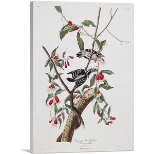 ARTCANVAS Downy Woodpecker by John James Audubon Canvas Art Print