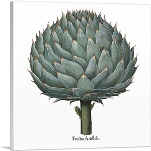 ARTCANVAS Artichoke 1613 by Besler Basilius Canvas Art Print