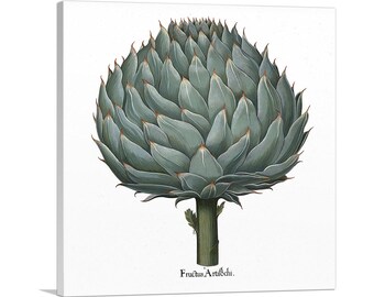 Artichoke Vintage Lithograph (c. 1613) - Giclee Fine Art Print