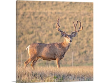 ARTCANVAS Deer in Wild Field Home Decor Canvas Art Print