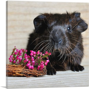 ARTCANVAS Black Guinea Pig Home Decor Canvas Art Print