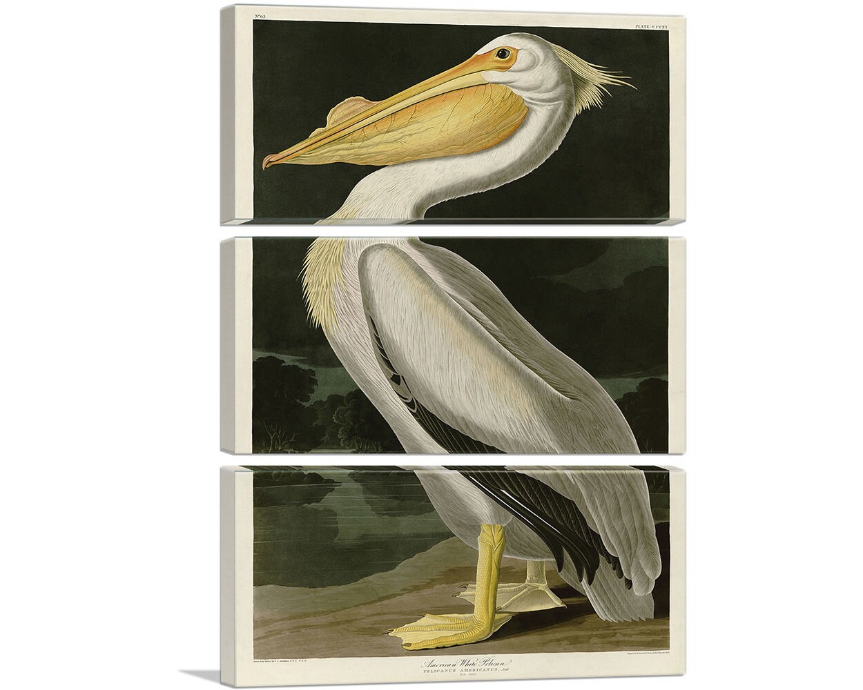 ARTCANVAS American White Pelican by John James Audubon Canvas Art Print ...