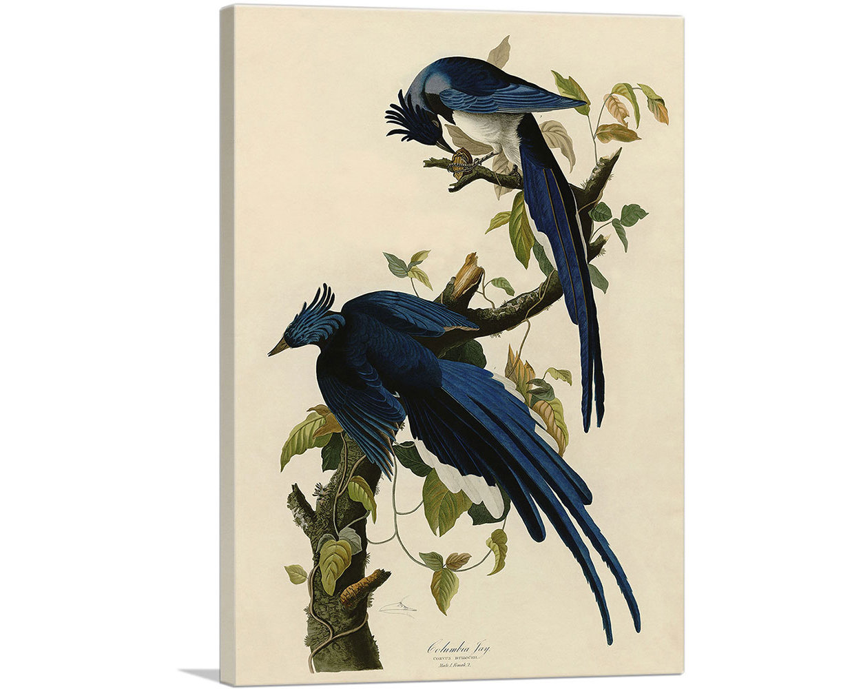 ARTCANVAS Columbia Jay by John James Audubon Canvas Art Print