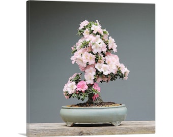 ARTCANVAS Printed Photograph of Bonsai, Japanese Tree Canvas Art Print