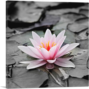 ARTCANVAS Water Lily Lotus Home Decor Square Canvas Art Print