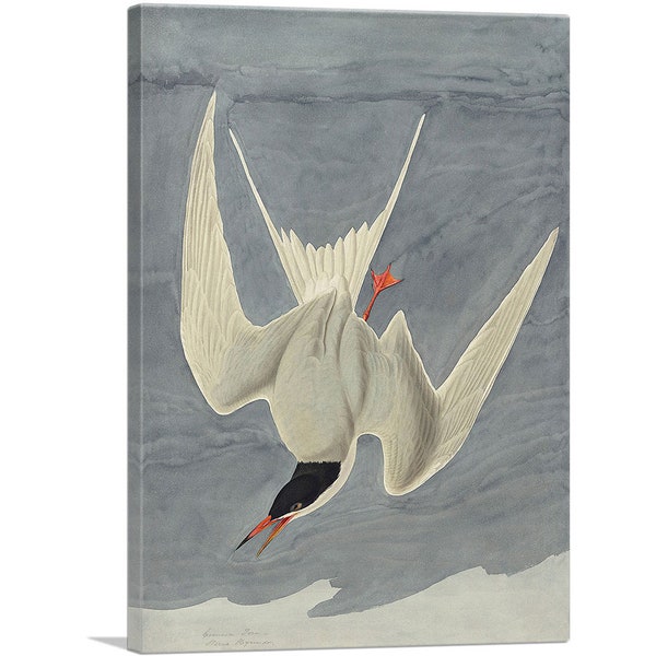 Arctic Tern - Etsy
