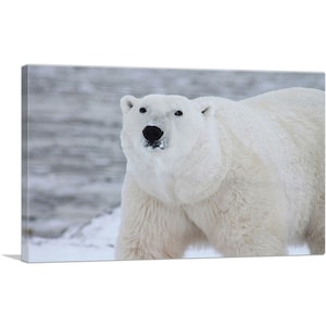ARTCANVAS Polar Bear Home Decor Canvas Art Print
