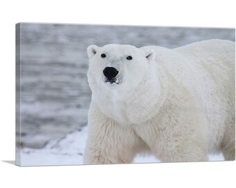 ARTCANVAS Polar Bear Home Decor Canvas Art Print