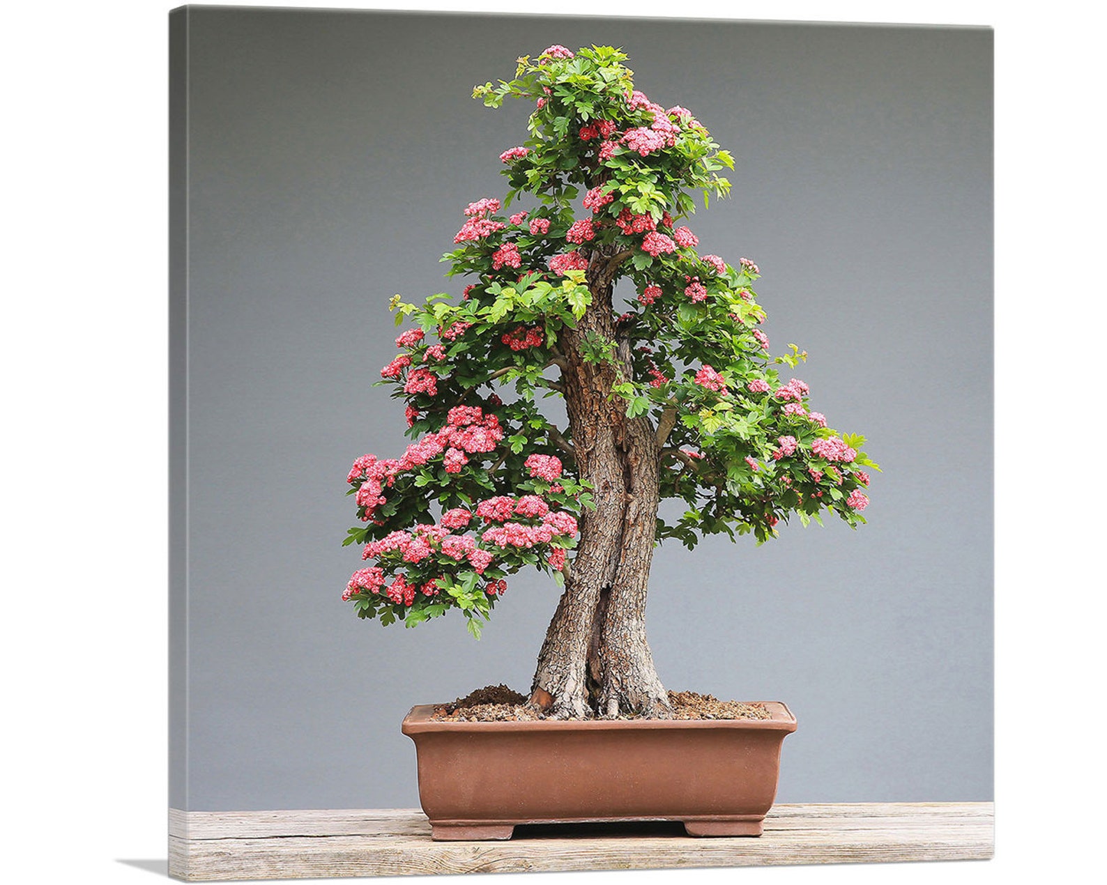 ARTCANVAS Bonsai, Japanese Mini Tree Canvas Art Print - Etsy