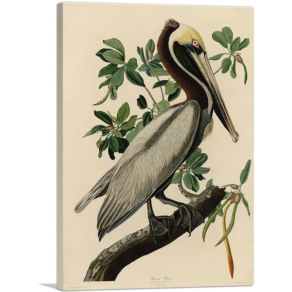 ARTCANVAS Brown Pelican by John James Audubon Canvas Art Print