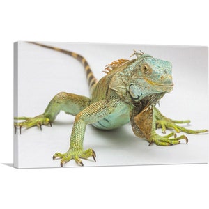 ARTCANVAS Iguana Home Decor Canvas Art Print