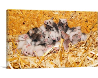 ARTCANVAS Mice Home Decor Canvas Art Print