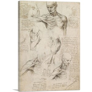 ARTCANVAS Studies of the Human Body - Superficial Anatomy of the Shoulder and Neck 1510 Canvas Art Print by Leonardo da Vinci