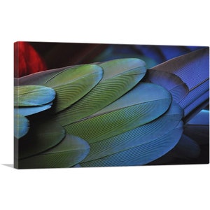 ARTCANVAS Bird Feather Pattern Home Decor Canvas Art Print