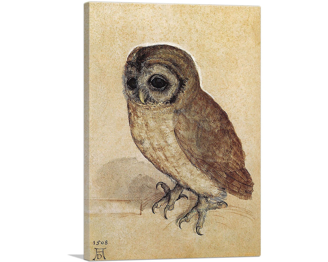 ARTCANVAS The Little Owl - 1506 by Albrecht Durer Canvas Art Print 26"x18"