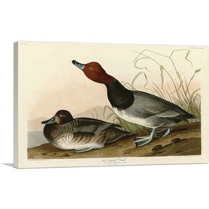 ARTCANVAS Red-Headed Duck by John James Audubon Canvas Art Print