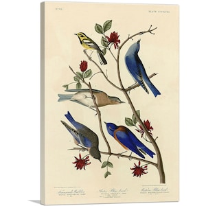 ARTCANVAS Townsend&#39;s Warbler - Arctic Blue-Bird - Western Blue-Bird by John James Audubon Canvas Art Print