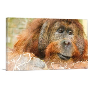 ARTCANVAS Orangutan Monkey Home Decor Canvas Art Print