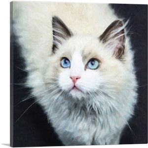 ARTCANVAS Ragdoll Cat Breed Dark Canvas Art Print