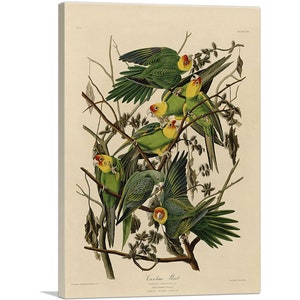 ARTCANVAS Carolina Parrot by John James Audubon Canvas Art Print
