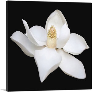 ARTCANVAS Magnolia White Flower Home Decor Square Canvas Art Print