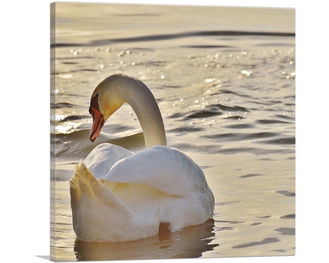 ARTCANVAS Swan in Lake Home Decor Square Canvas Art Print - Etsy