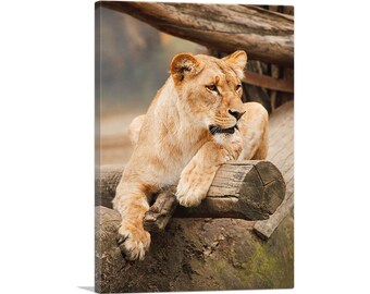 ARTCANVAS Lion Sitting on the Branch Home Decor Canvas Art Print
